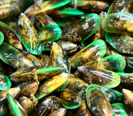 NZ green-lipped mussels